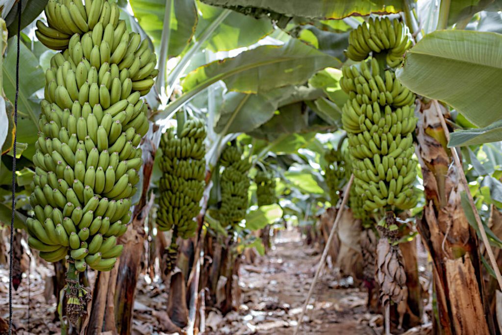 blick auf eine bananenplantage mit reifen bananen